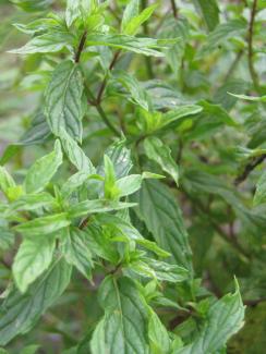 Mentha Tunesische