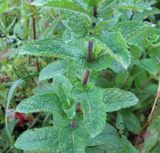 Mentha sp. 'Ingauno - Gibraltar'