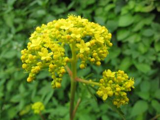 Patrinia scabiosifolia