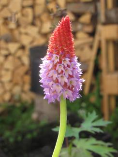 Primula vialii