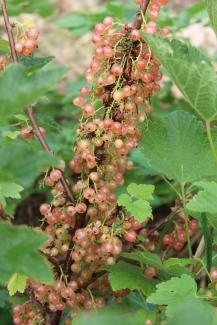 Ribes sp. 'Rose de Champagne'