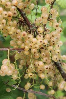 Ribes rubrum 'Weiße aus Jüterbog'