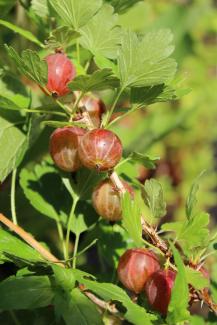Ribes uva-crispa Ashton Red