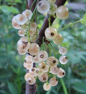 Ribes rubrum; Herkunft Borsum