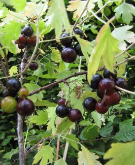 Ribes odoratum 'Idaho'