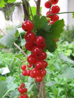 Ribes rubrum 'Red Lake'