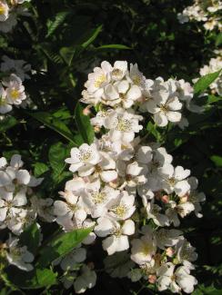 Rosa multiflora