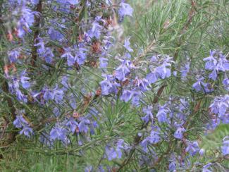 Rosmarinus officinalis 'Pinienduft'