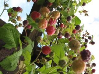 Rubus idaeus x neglectus 'Glen Coe'
