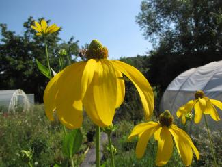 Rudbeckia nitida 'Herbstsonne' 