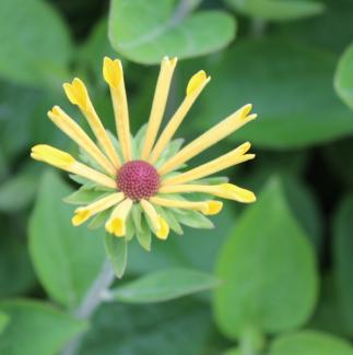 Rudbeckia subtomentosa 'Little Henry'