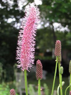 Sanguisorba officinalis 'Blackthorn'