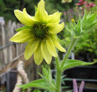Silphium mohrii