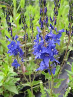 Veronica austriaca Knallblau