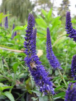 Veronica longifolia Dark Maetje