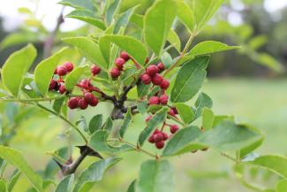 Zanthoxylum simulans