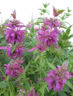 Monarda citriodora