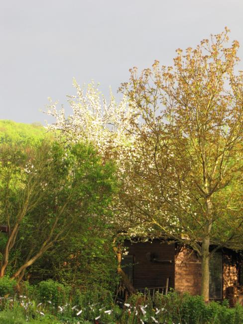 Garten im Frühsommer