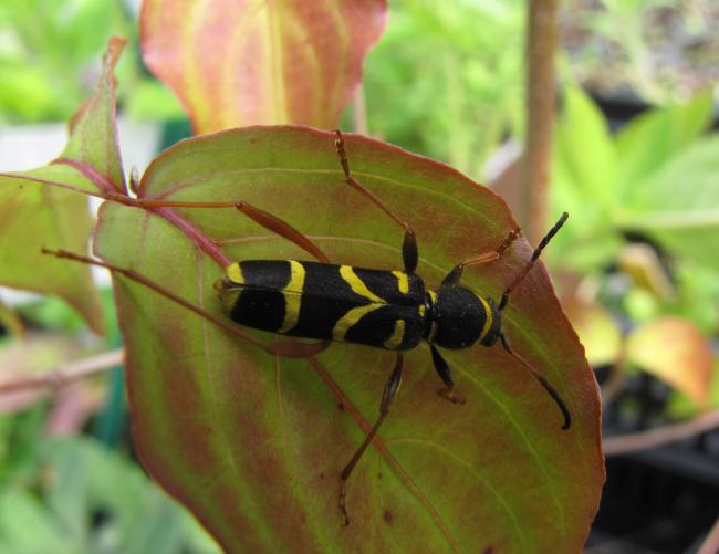 Clytus arietis