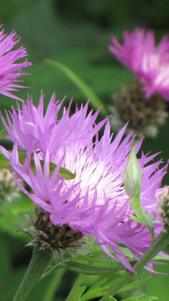 Centaurea pulcherrima