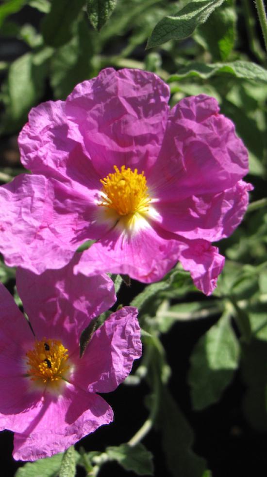 Cistus incanus