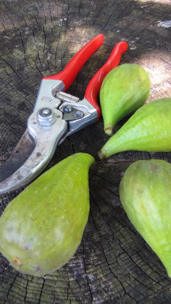 Ficus carica