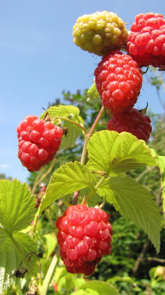 Rubus Idaeus Meeker